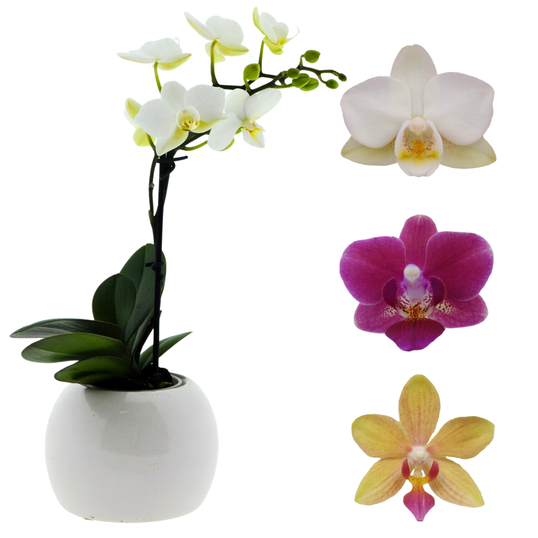 Micro Phalaenopsis con Vaso Ceramica