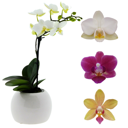 Micro Phalaenopsis con Vaso Ceramica