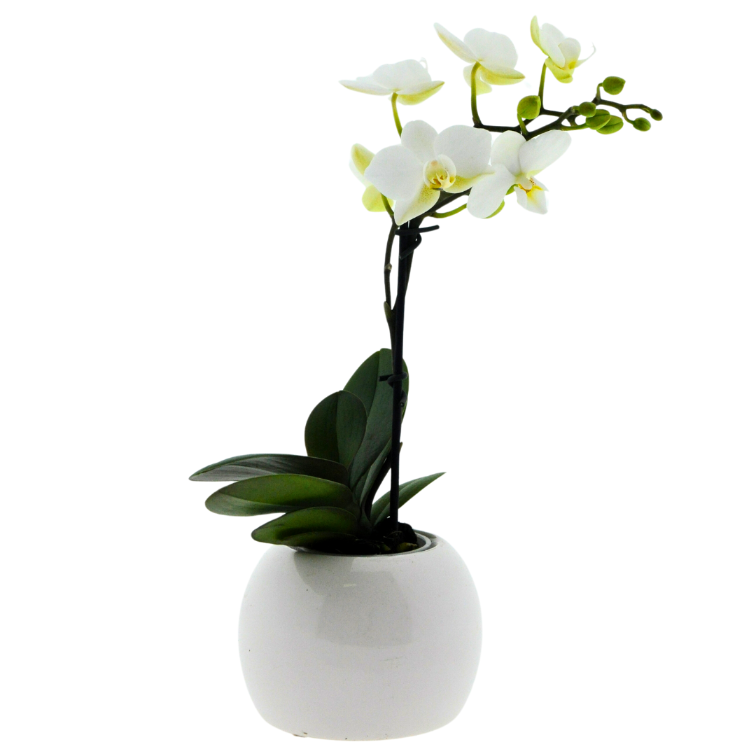 Micro Phalaenopsis con Vaso Ceramica