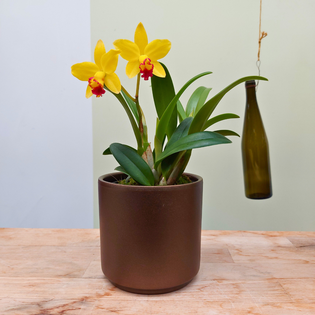 Cattleya Yvonne