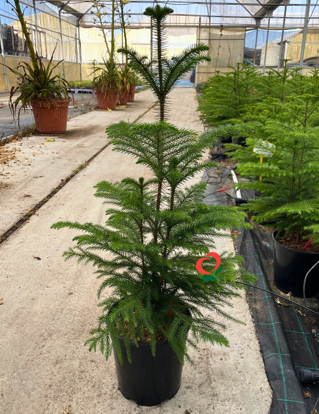 Araucaria Excelsa