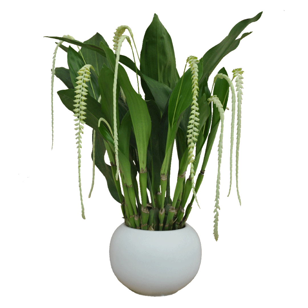 Dendrochilum Magnum