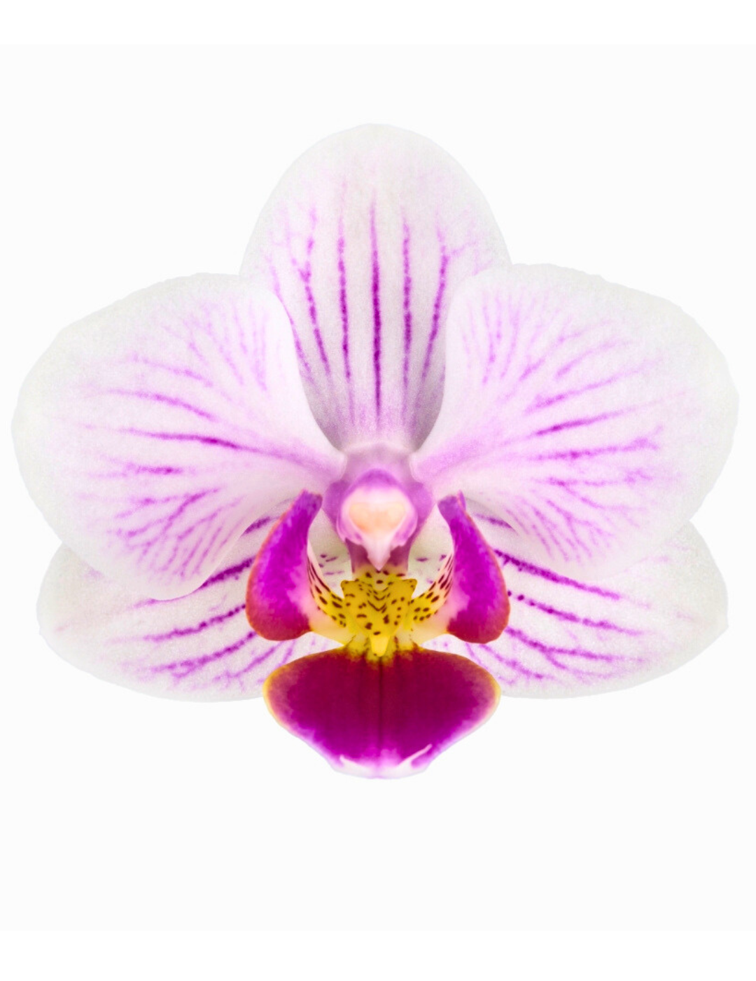 Phalaenopsis Zoe