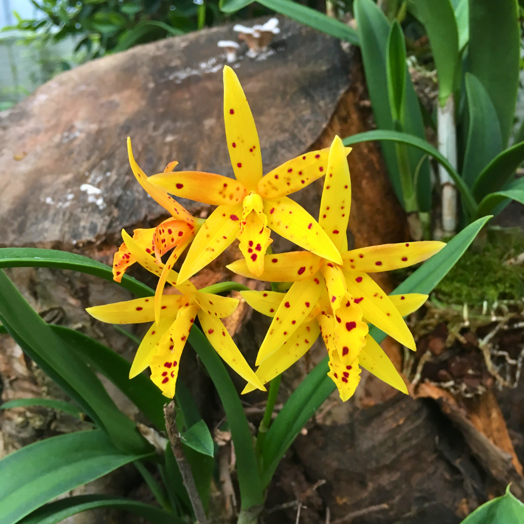 Cattleya Aurantica