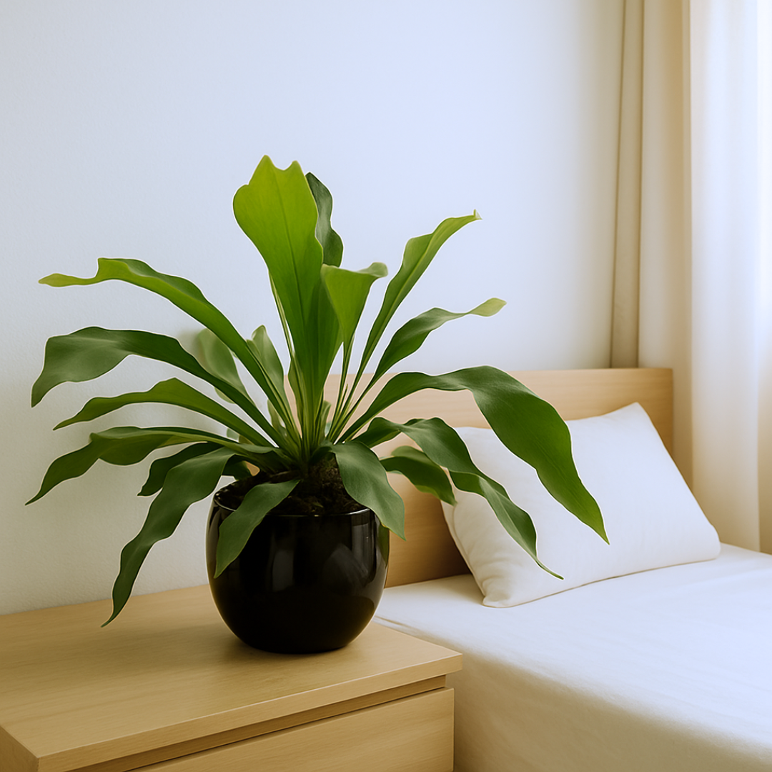 Platycerium Alcicorne