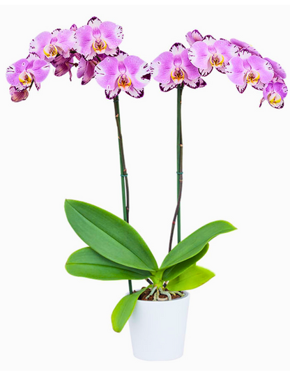 Phalaenopsis Sonia Ø12