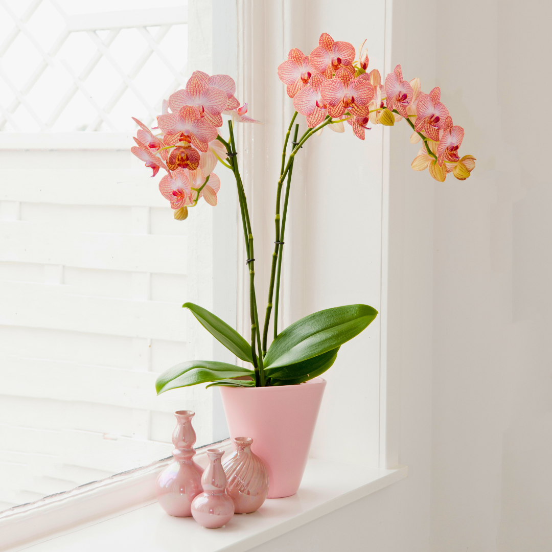 Phalaenopsis Arianna Ø12