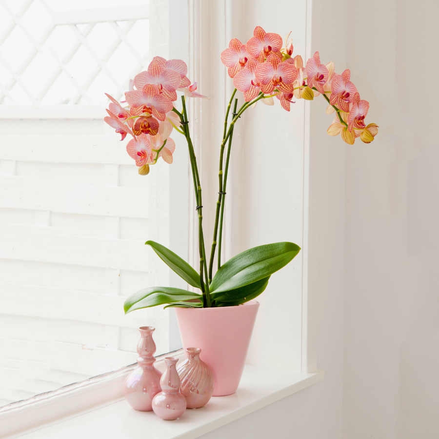 Phalaenopsis Arianna Ø12