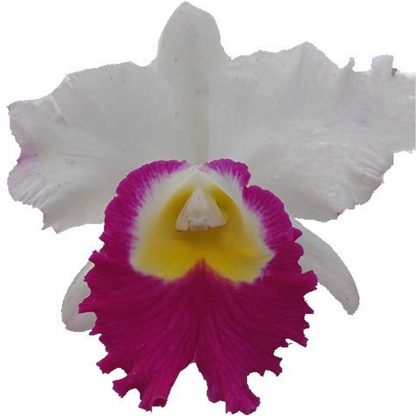 Cattleya Ute