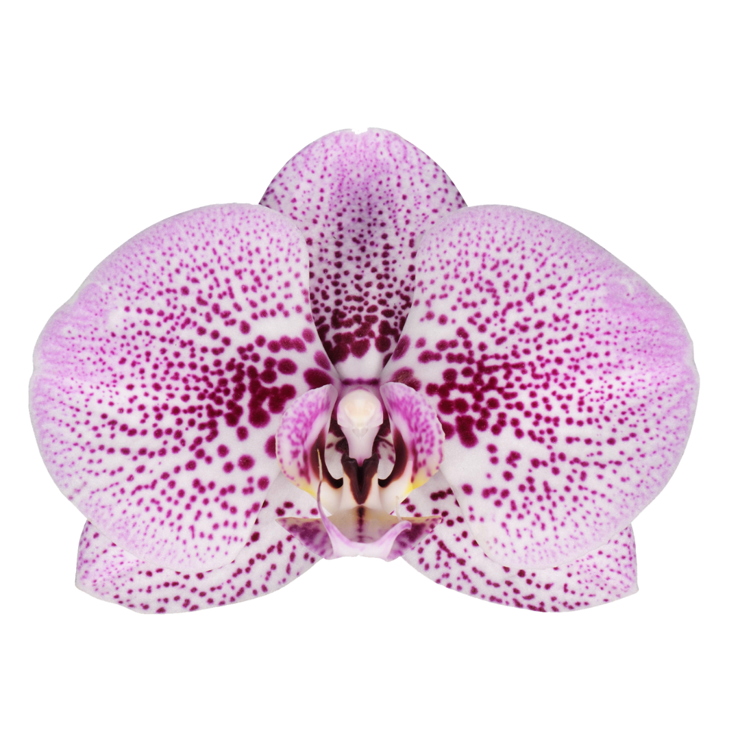 Phalaenopsis Andorra Ø12