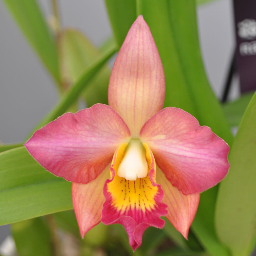 Cattleya Julia Beit