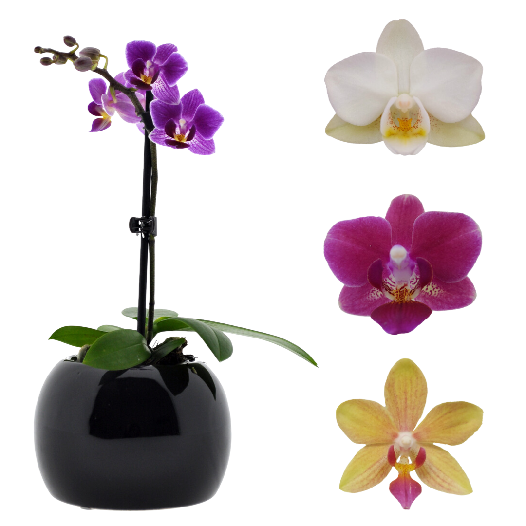 Micro Phalaenopsis con Vaso Ceramica