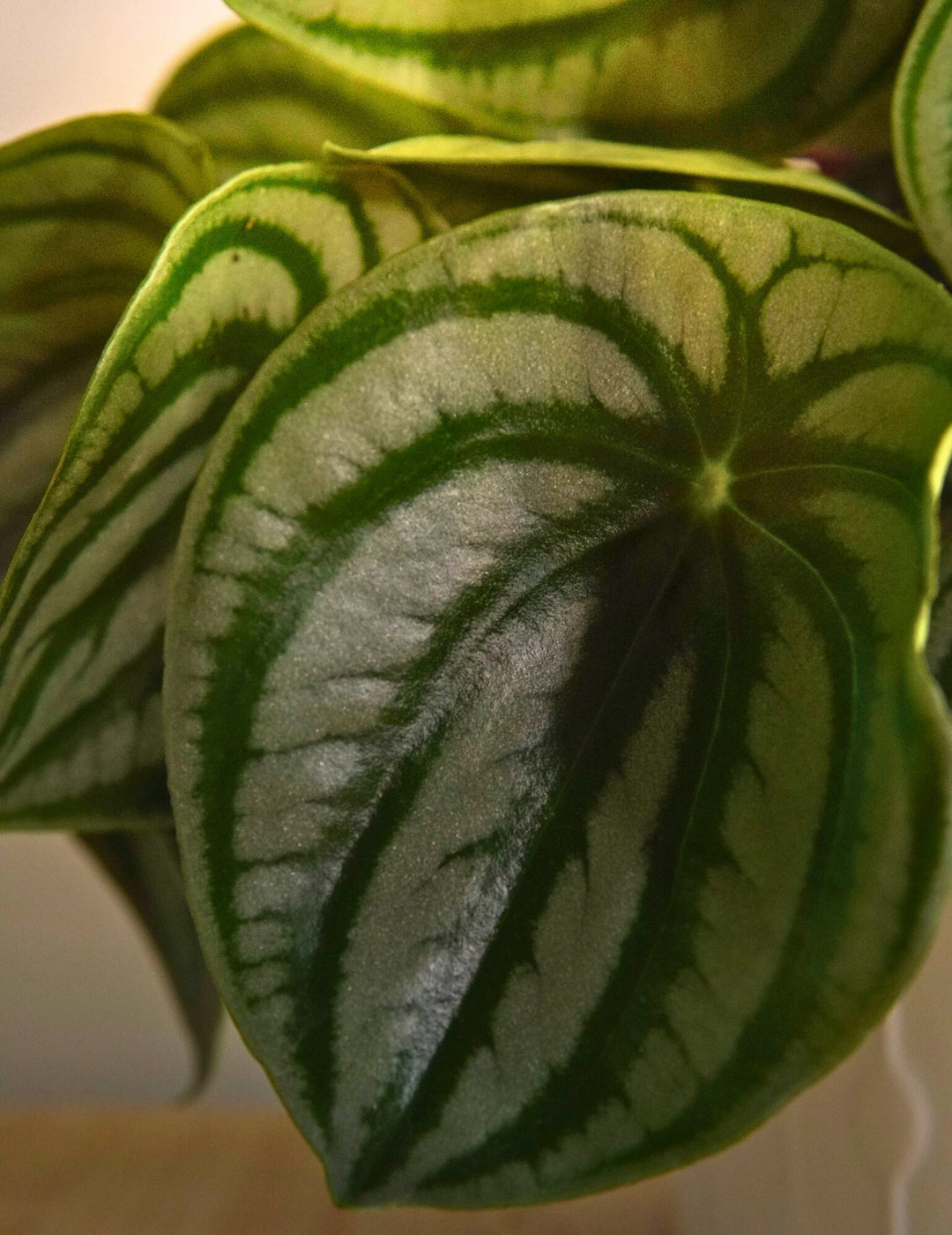 Peperomia Argyreia Watermelon