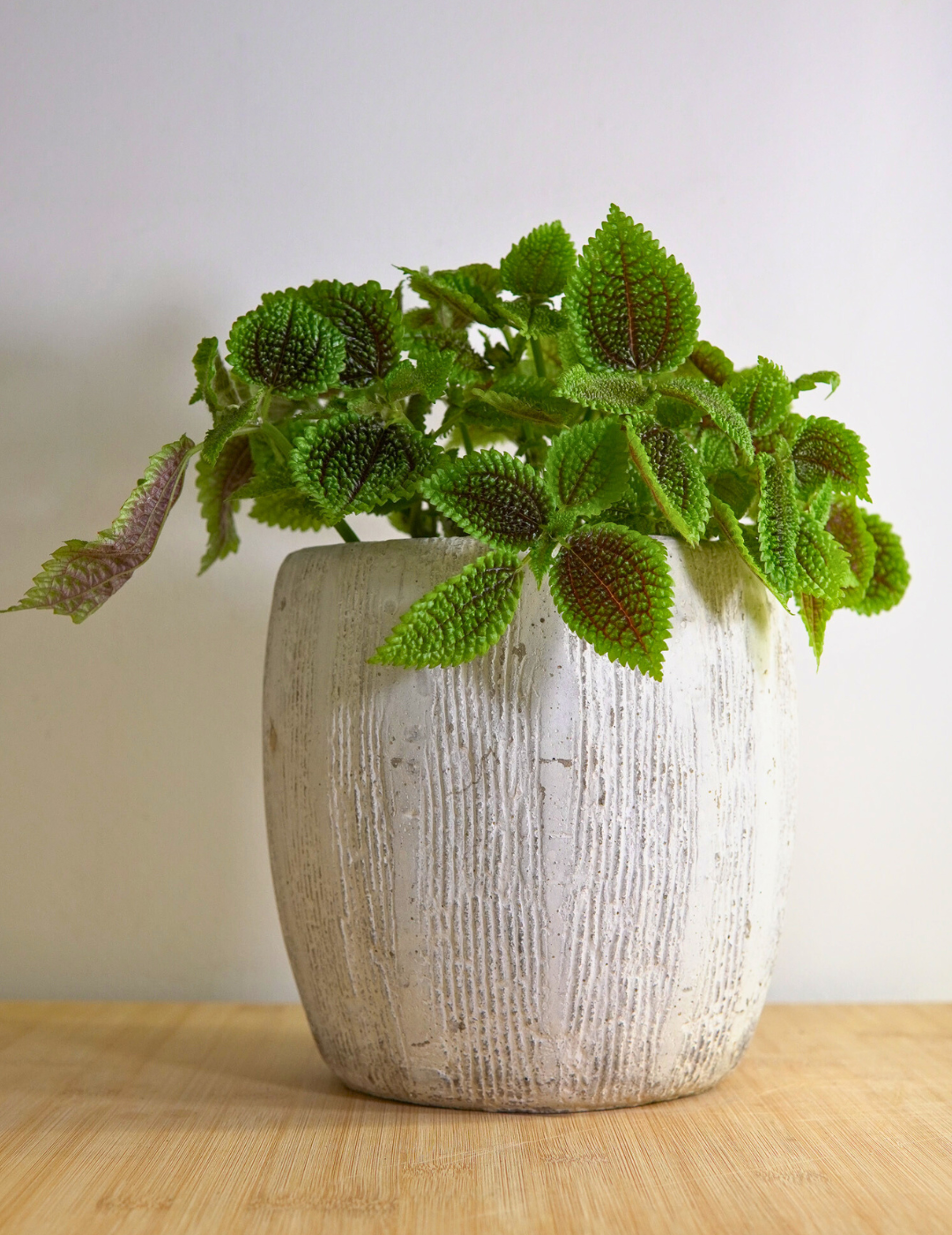 Pilea Mollis Moon Valley