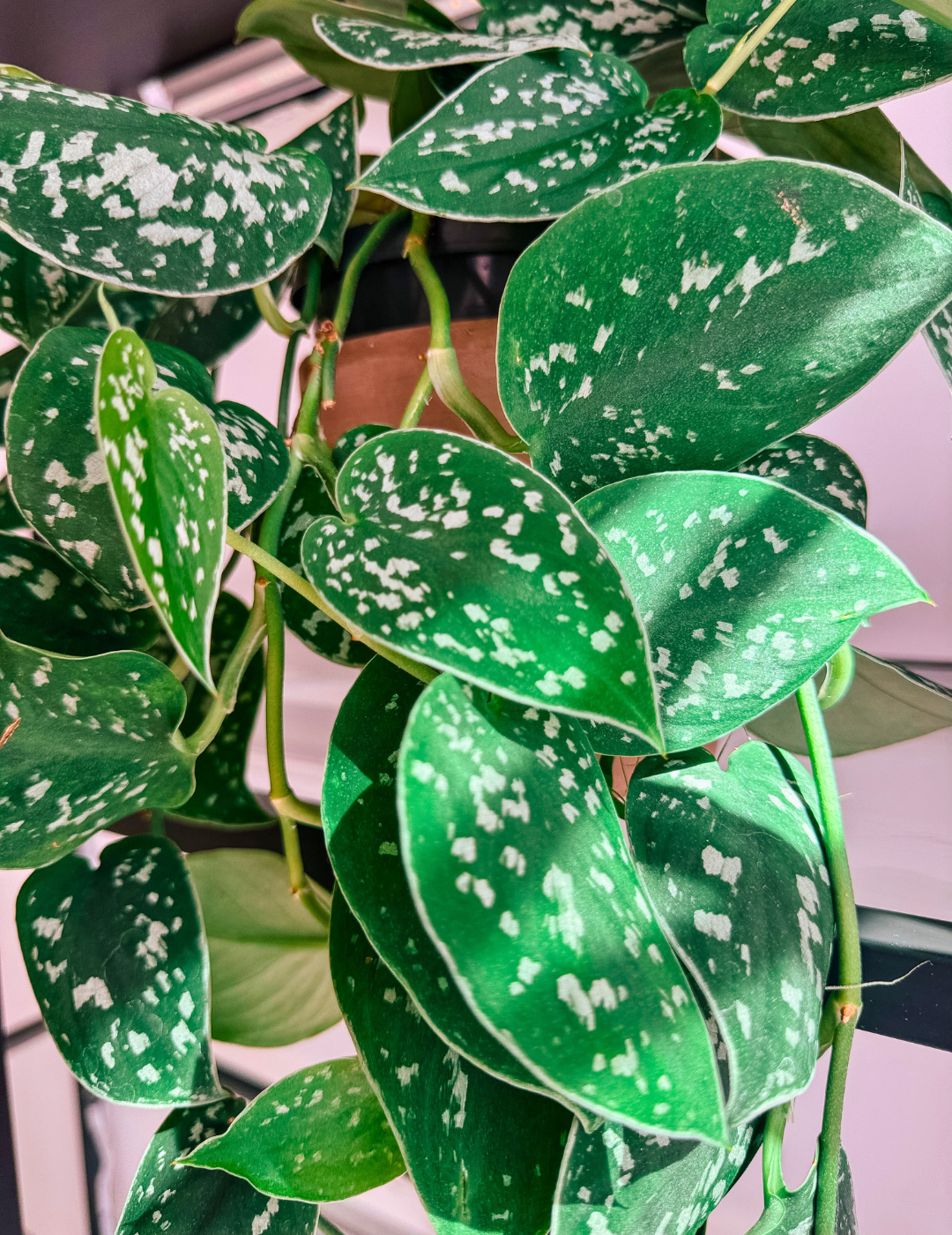 Epipremnum Scindapsus Pictus Ø16