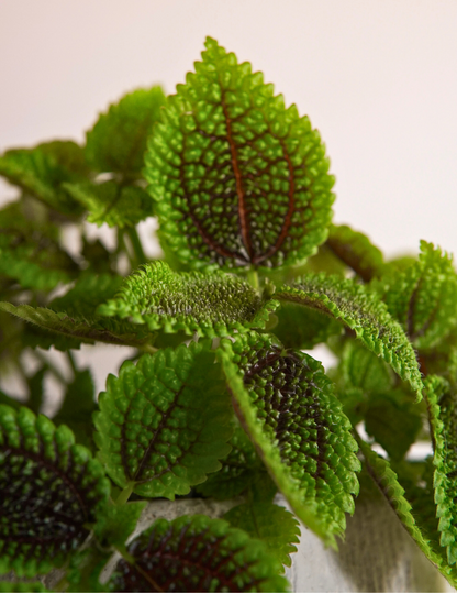 Pilea Mollis Moon Valley