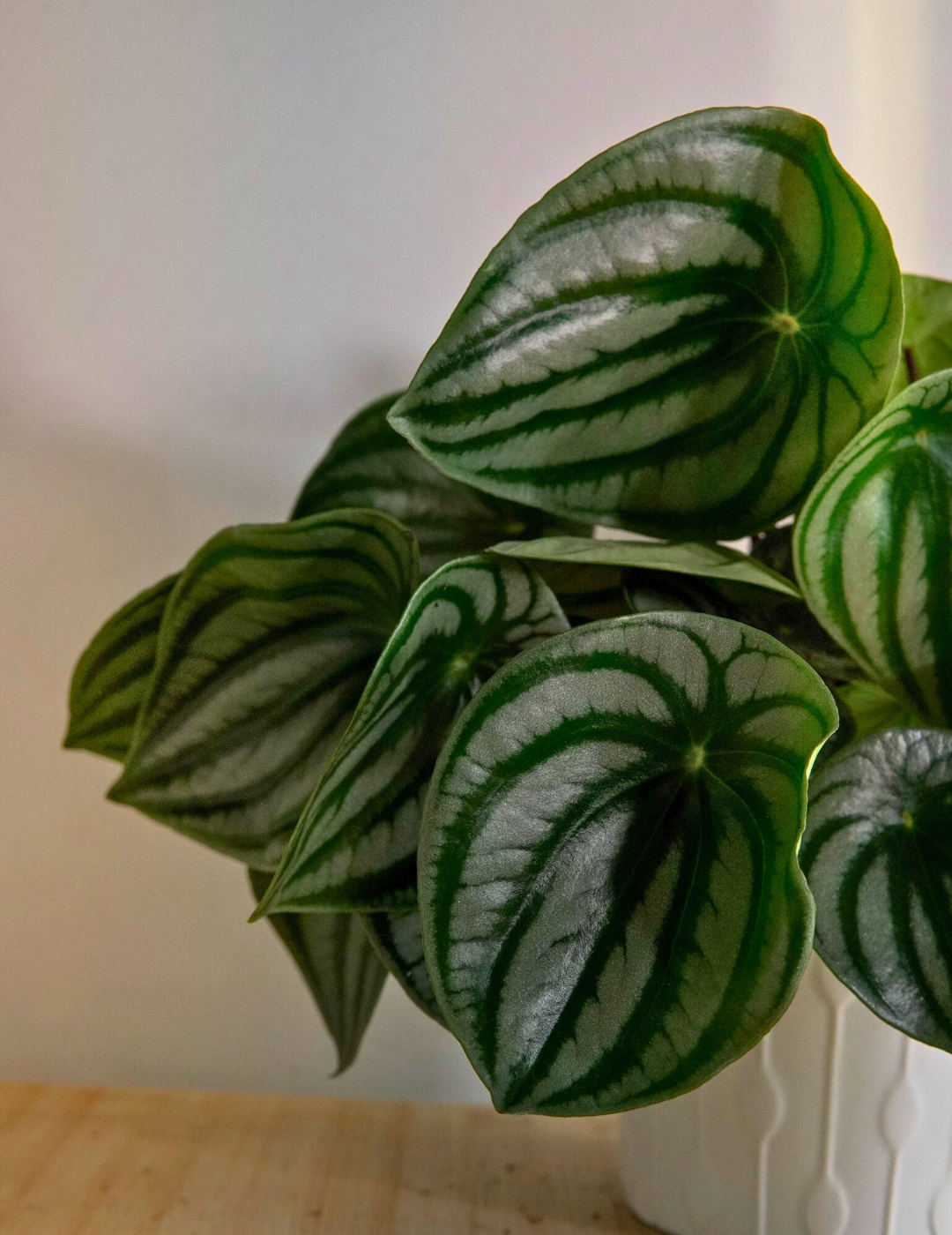 Peperomia Argyreia Watermelon