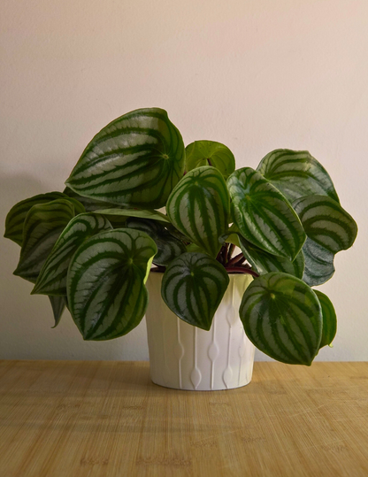 Peperomia Argyreia Watermelon