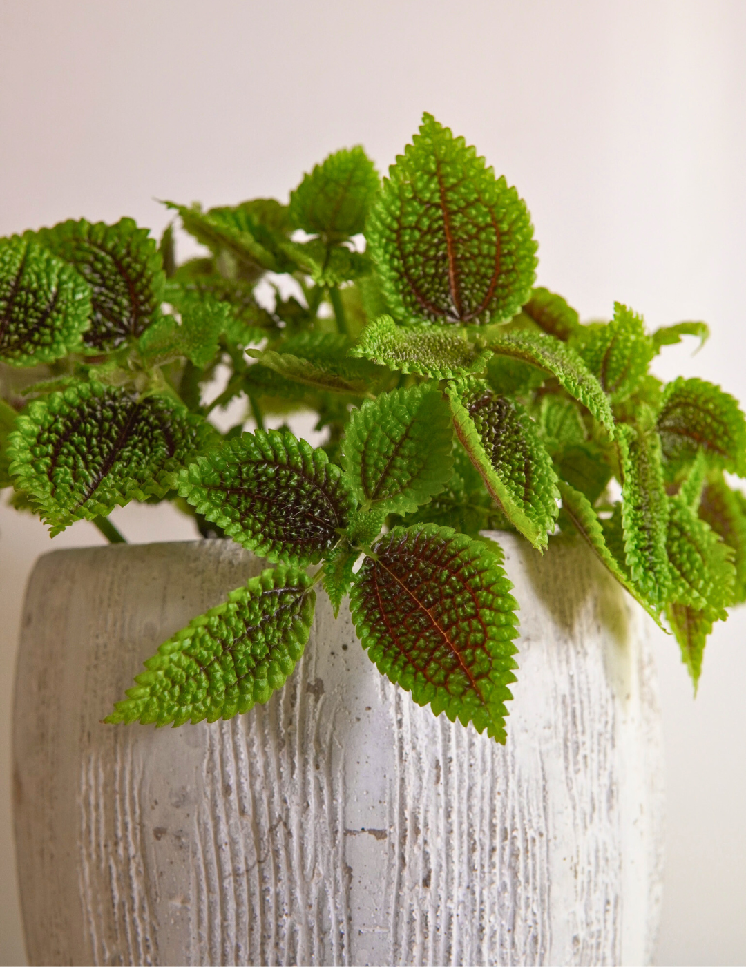 Pilea Mollis Moon Valley