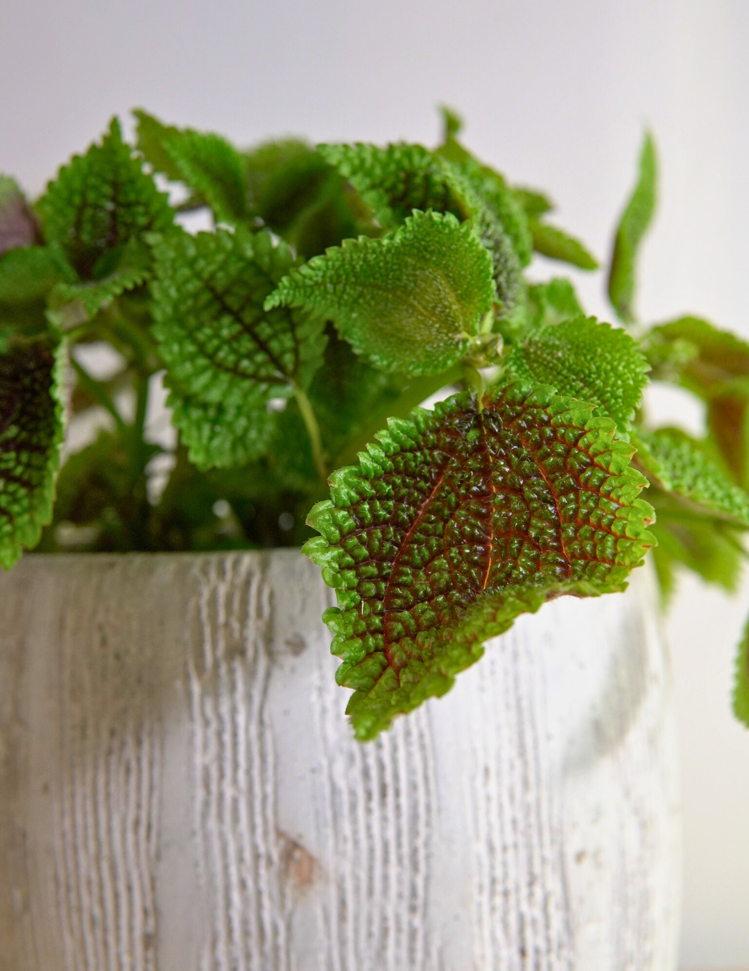 Pilea Mollis Moon Valley