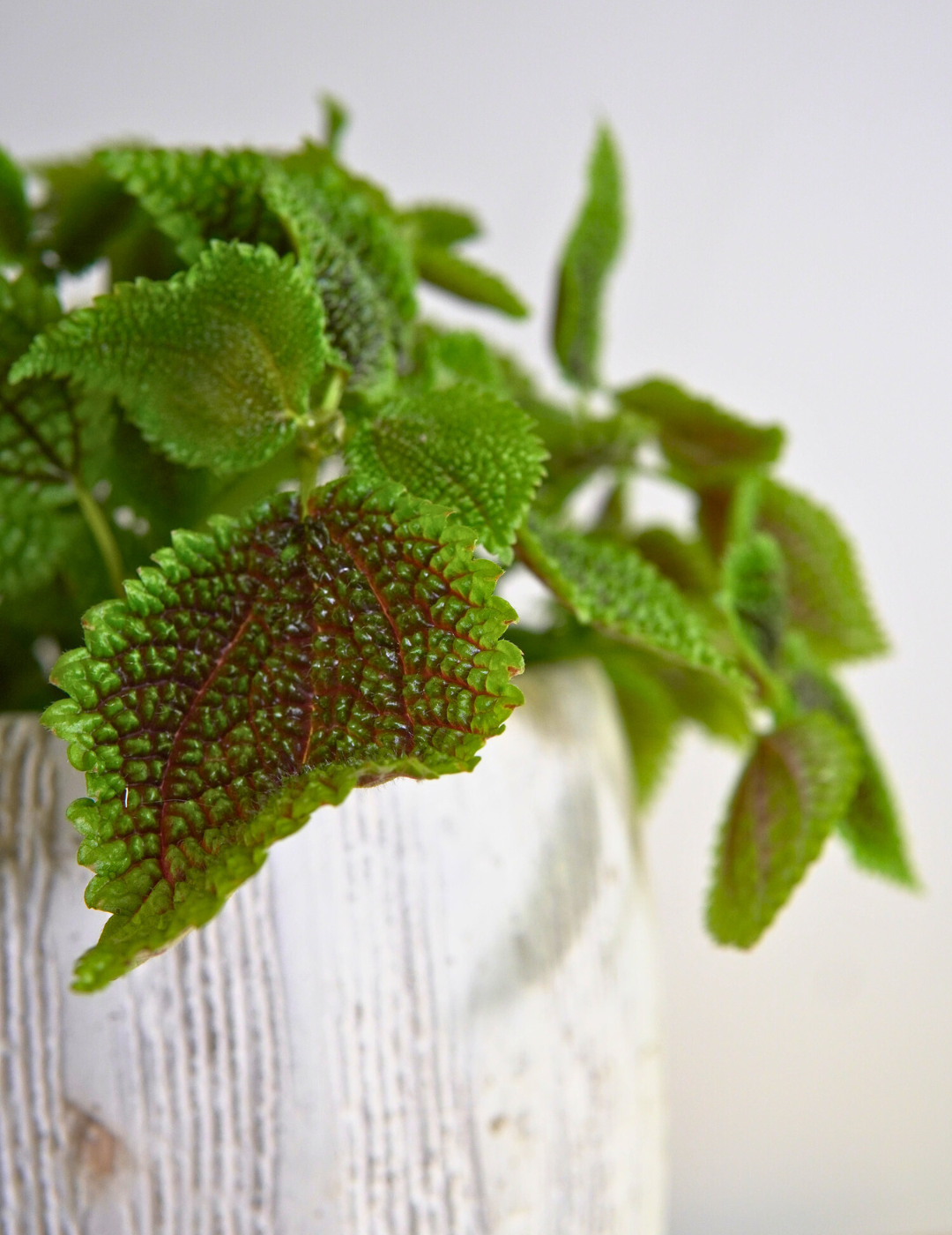 Pilea Mollis Moon Valley