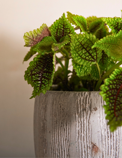 Pilea Mollis Moon Valley