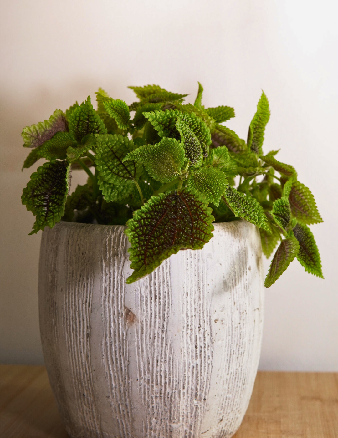 Pilea Mollis Moon Valley