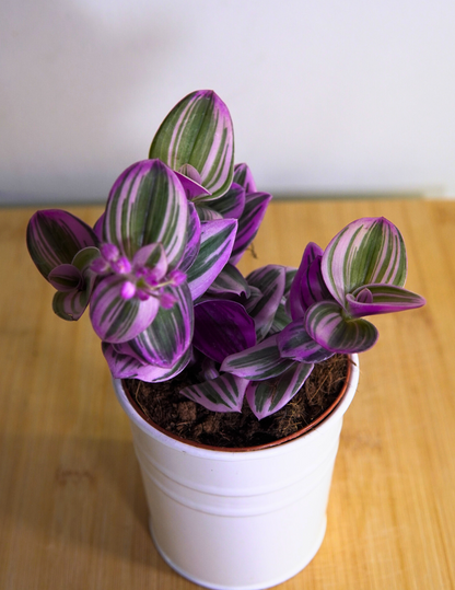 Tradescantia Albiflora Nanouk Ø9