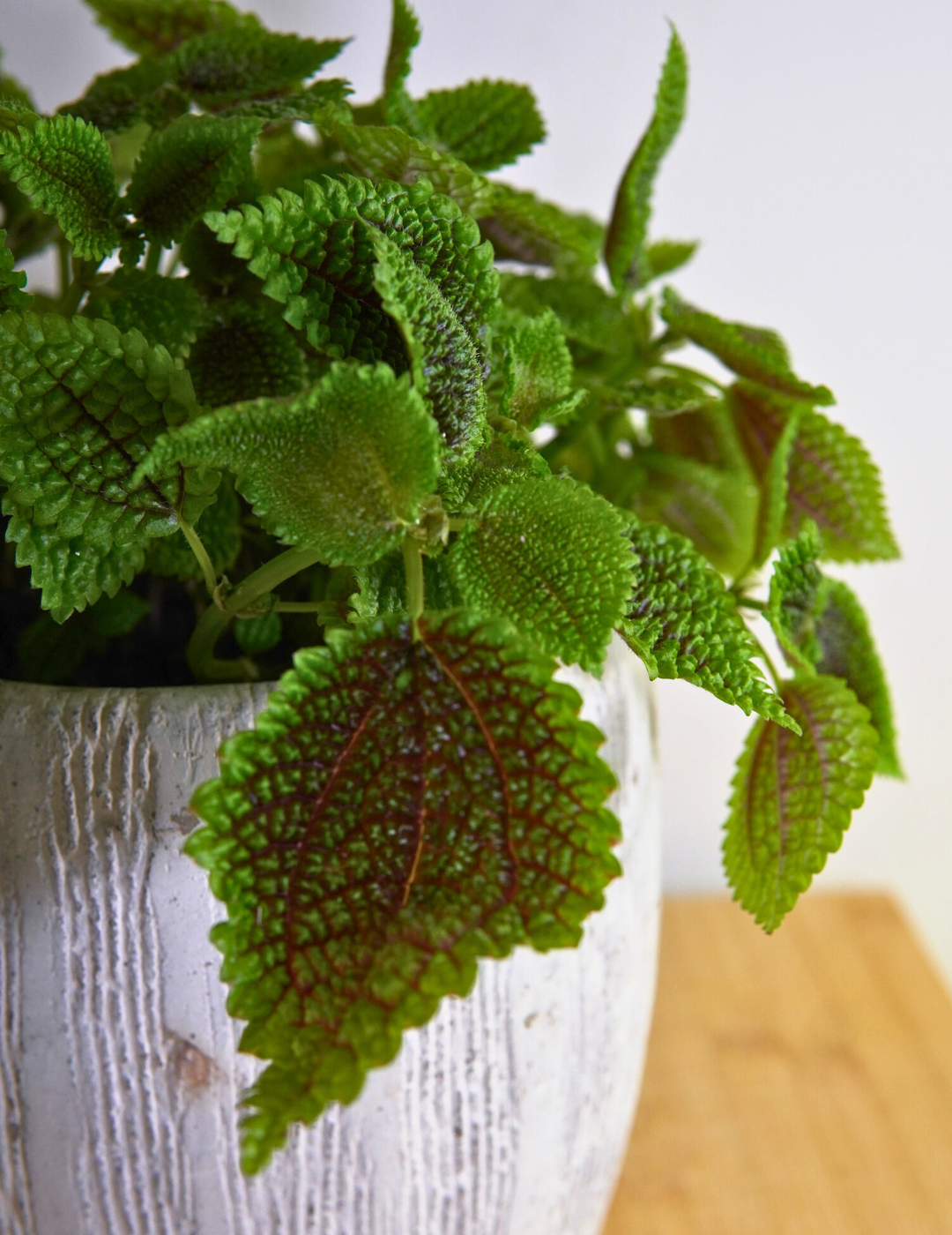 Pilea Mollis Moon Valley