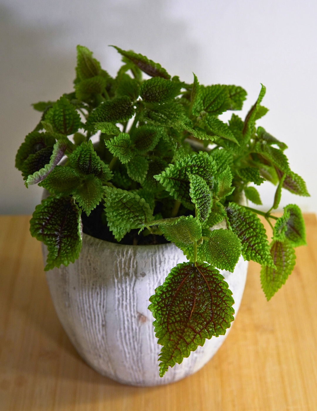 Pilea Mollis Moon Valley