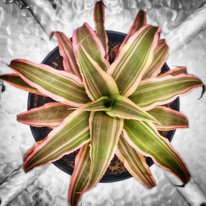 Cryptanthus Bivittatus