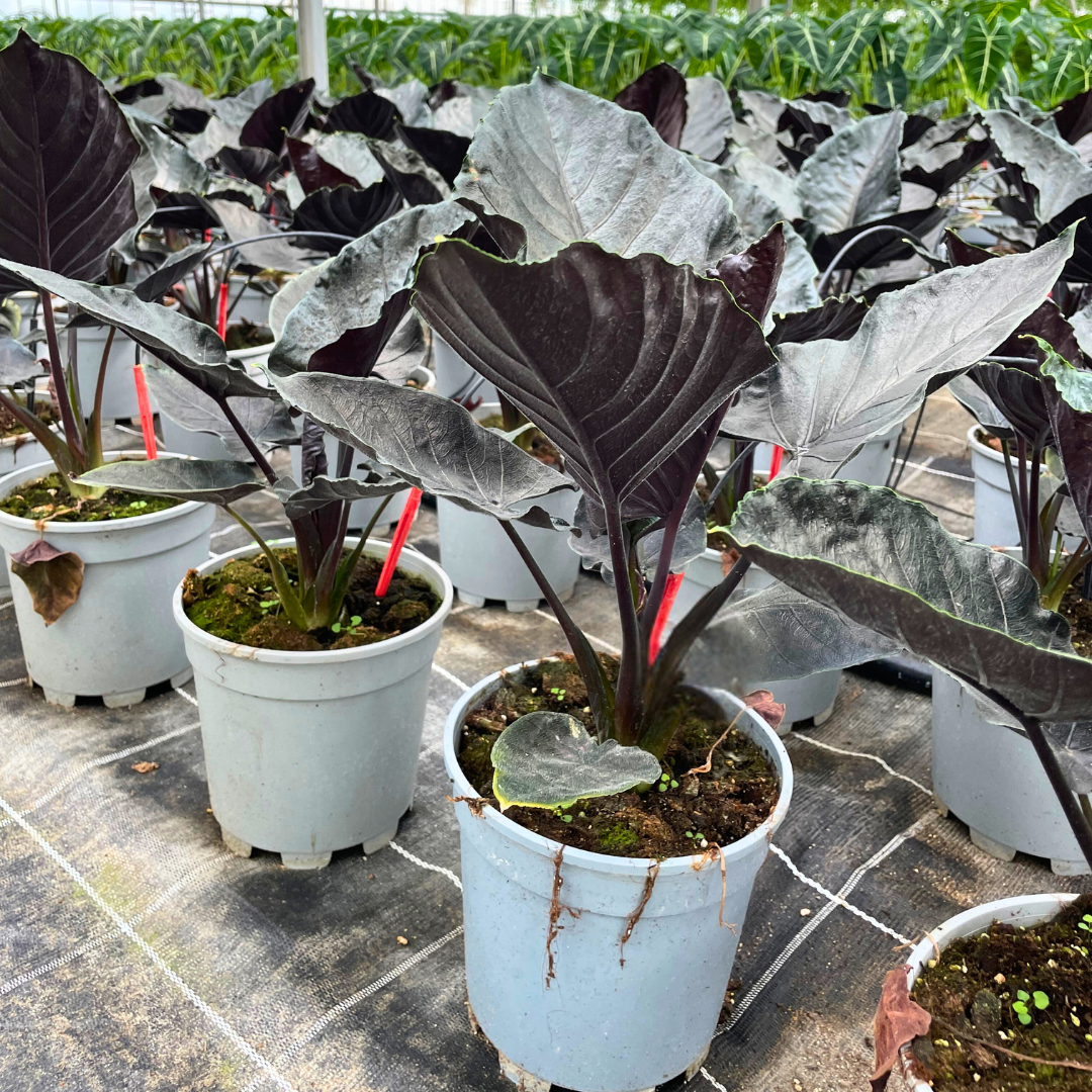 Alocasia Antoro Velvet