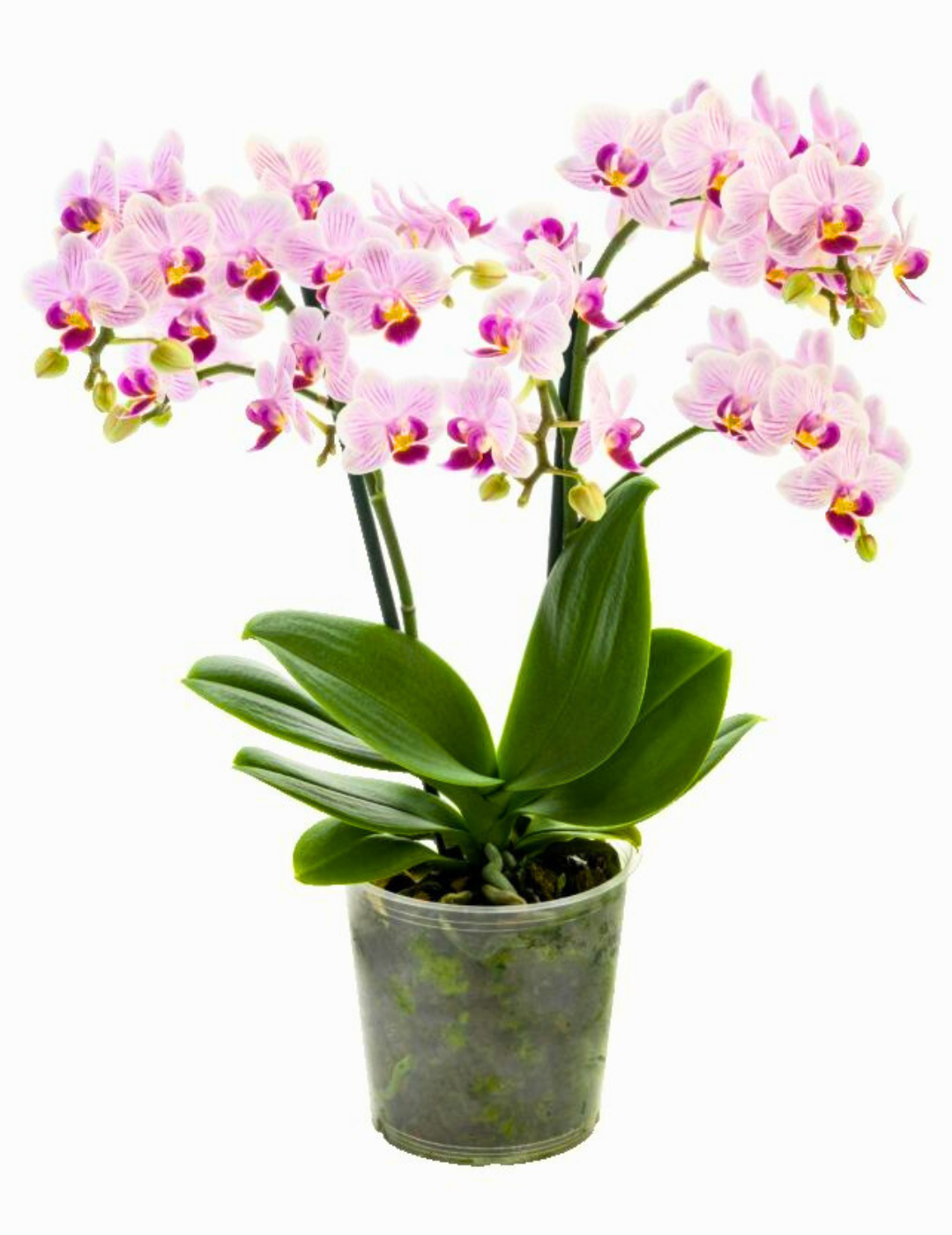 Phalaenopsis Zoe