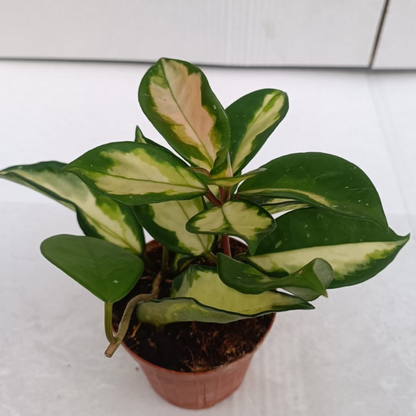 Hoya Carnosa Tricolor Ø9