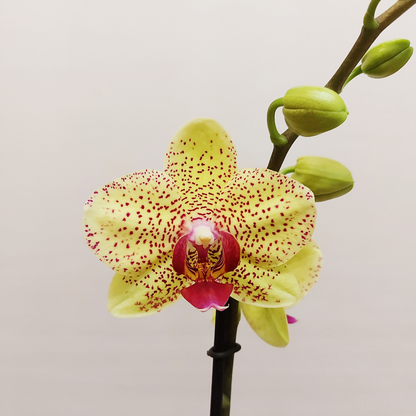 Phalaenopsis Florida Sun Ø12