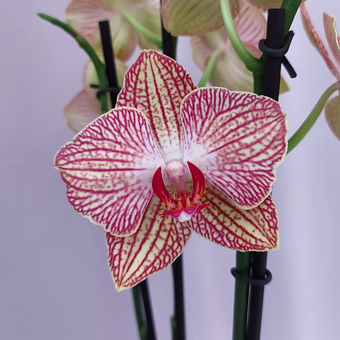 Phalaenopsis Arianna Ø12