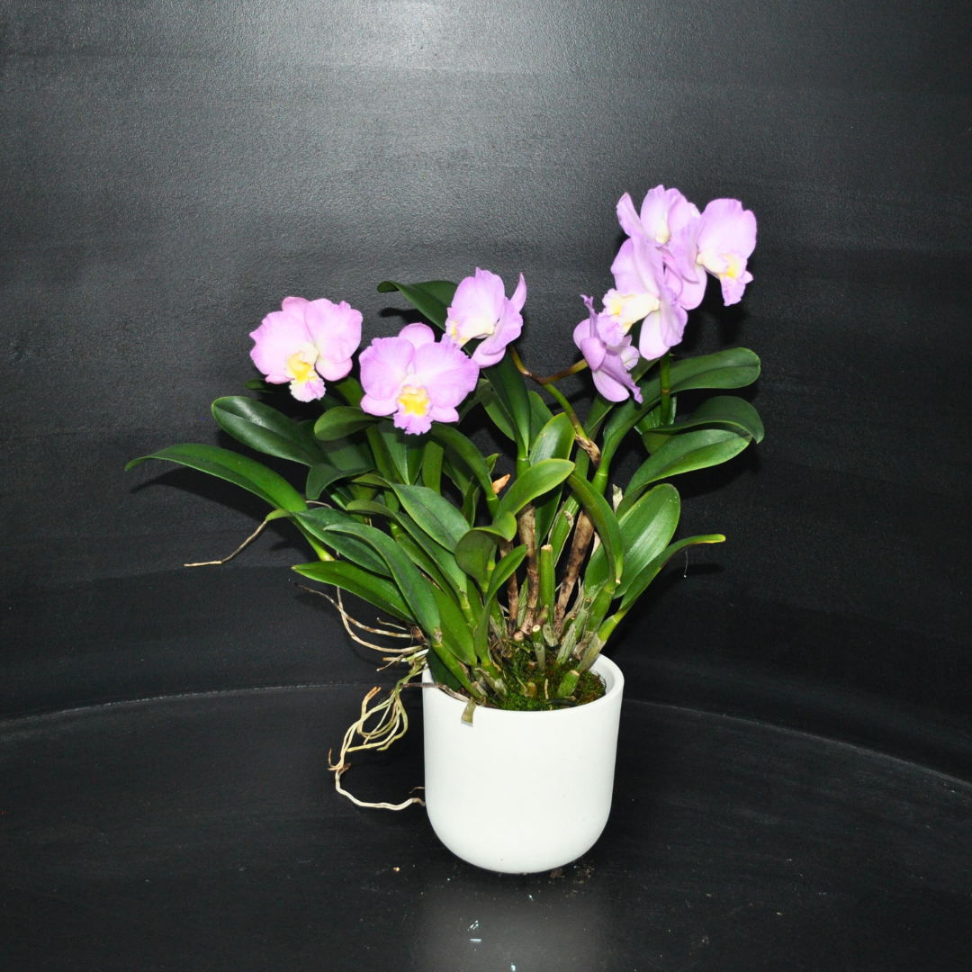 Cattleya Christmas Rose