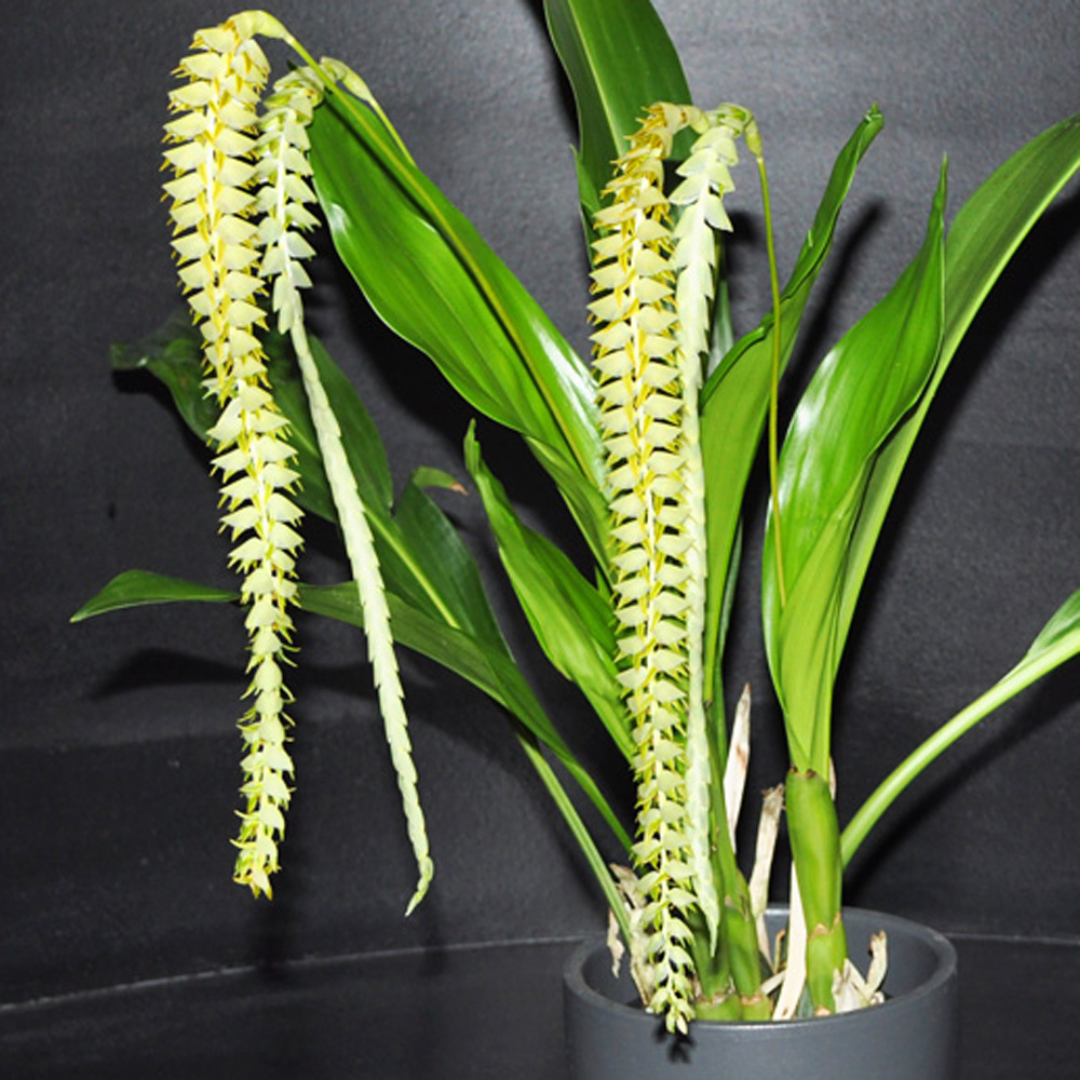 Dendrochilum Magnum