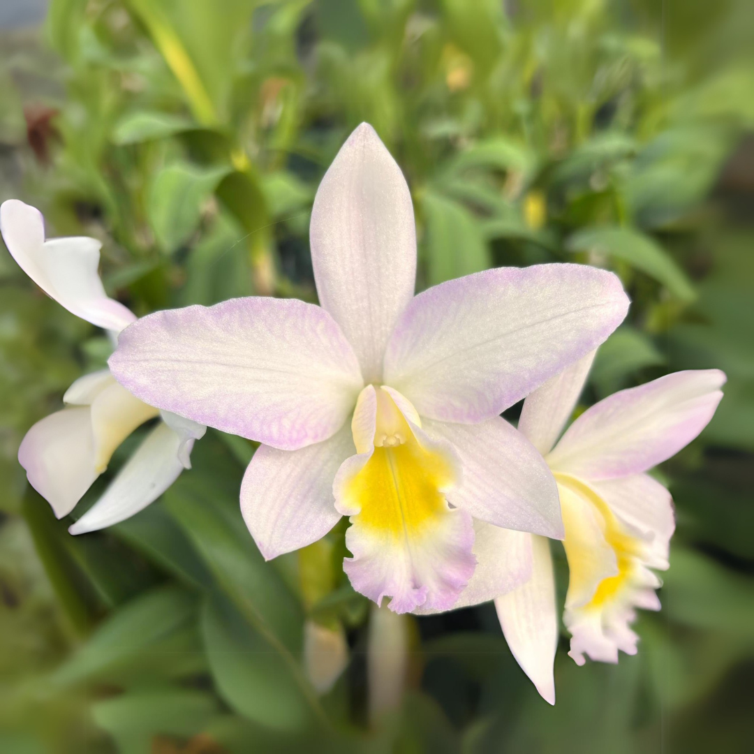 Cattleya Rita