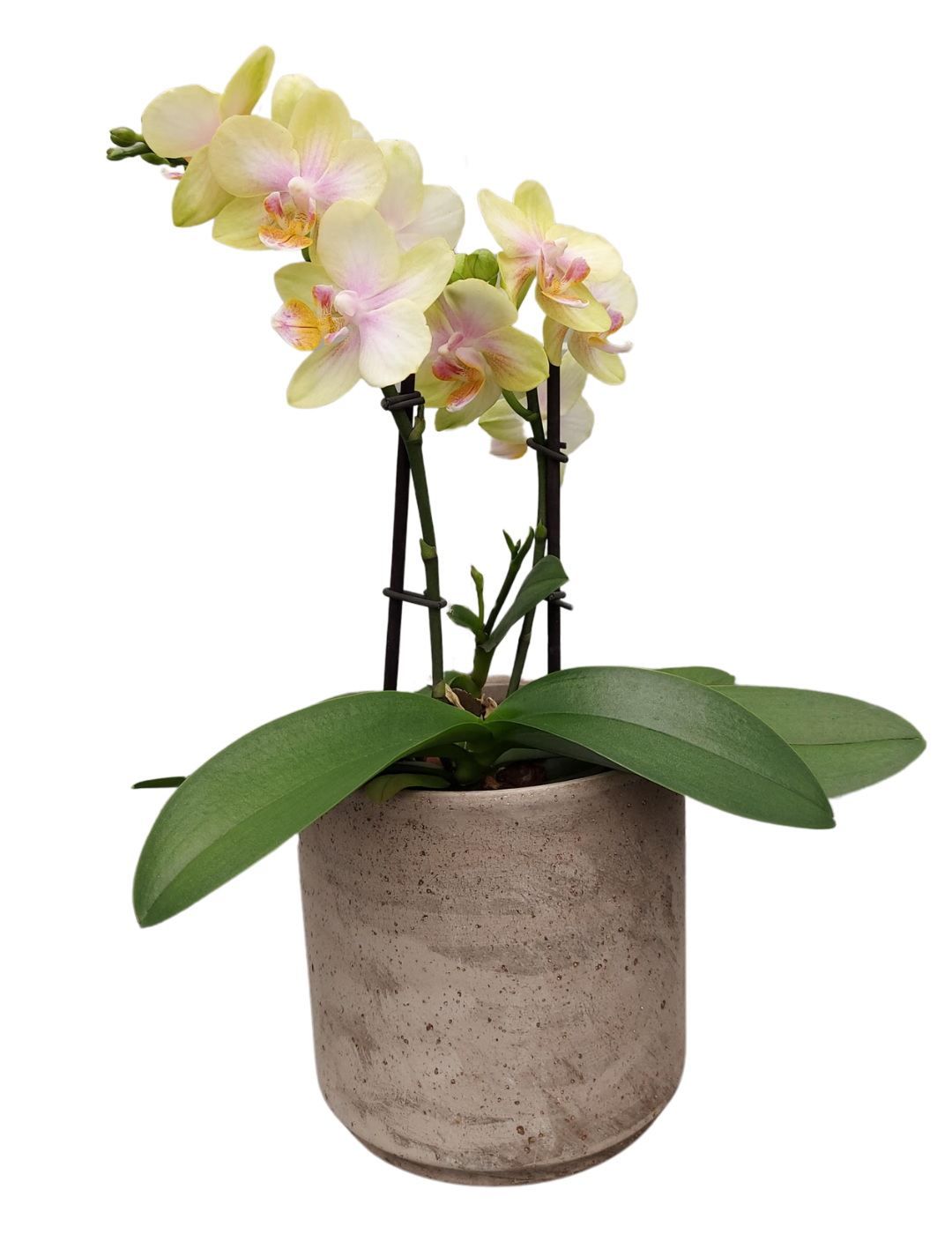 Phalaenopsis San Juan Ø12