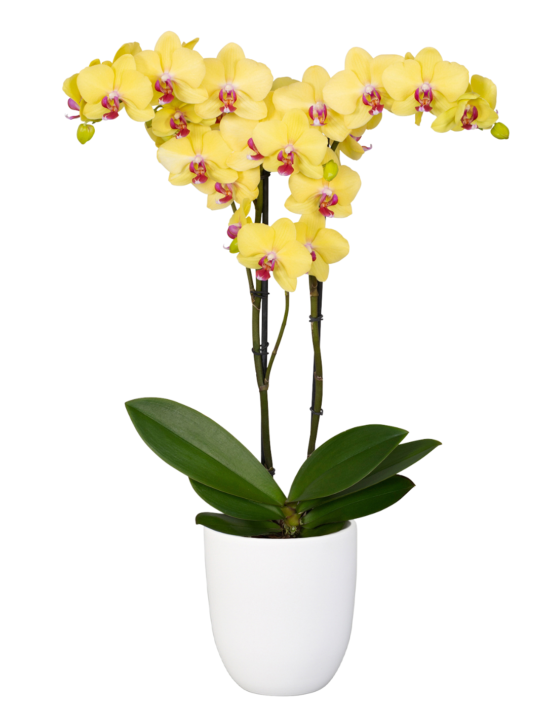 Phalaenopsis Modena Ø12