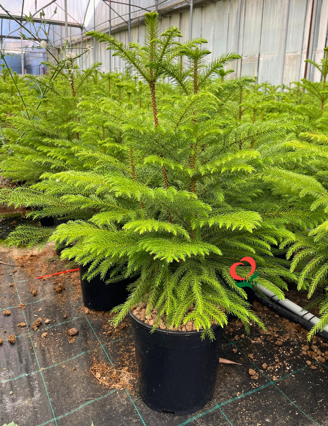 Araucaria Excelsa