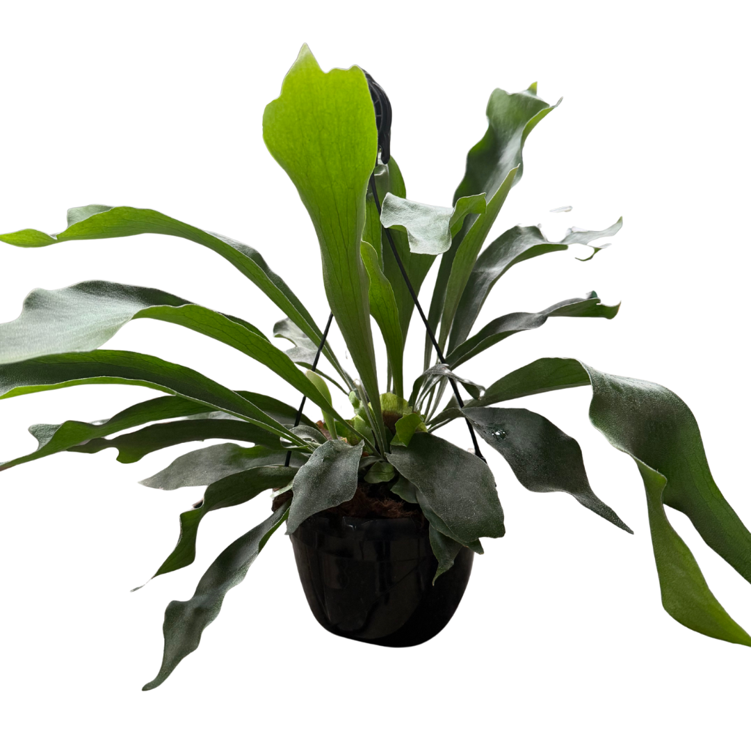 Platycerium Alcicorne