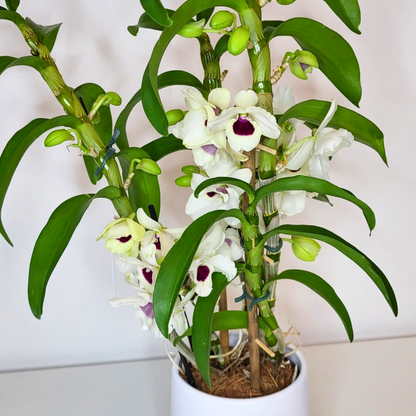 Dendrobium Diamond