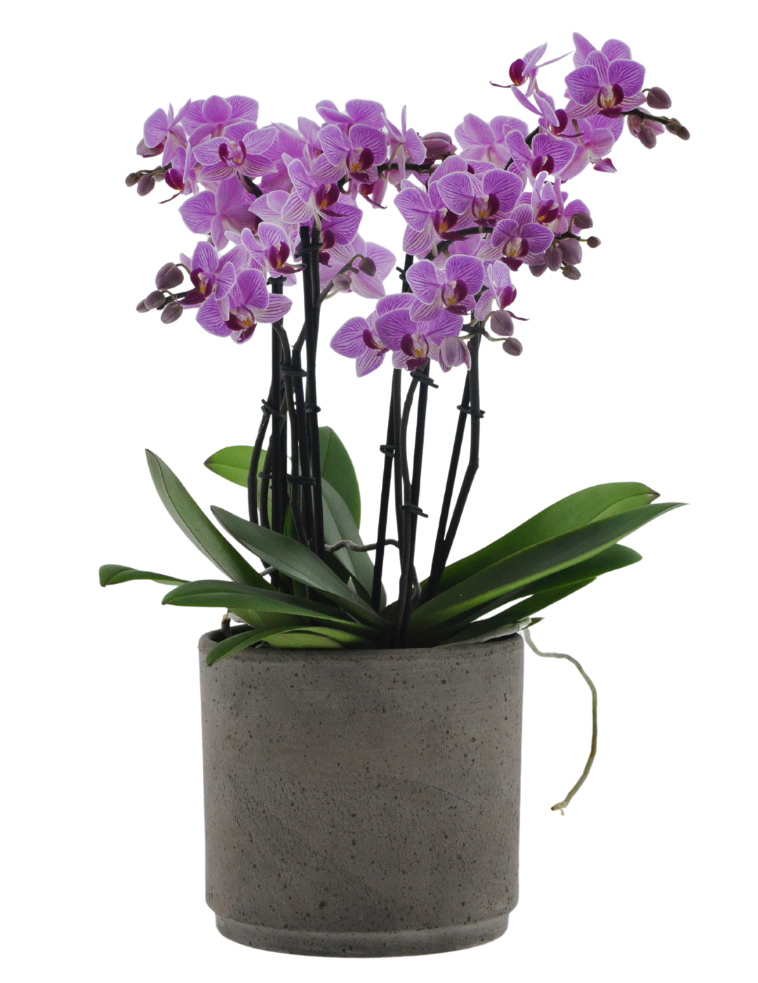 Phalaenopsis Mazzo di Fiori Ø14