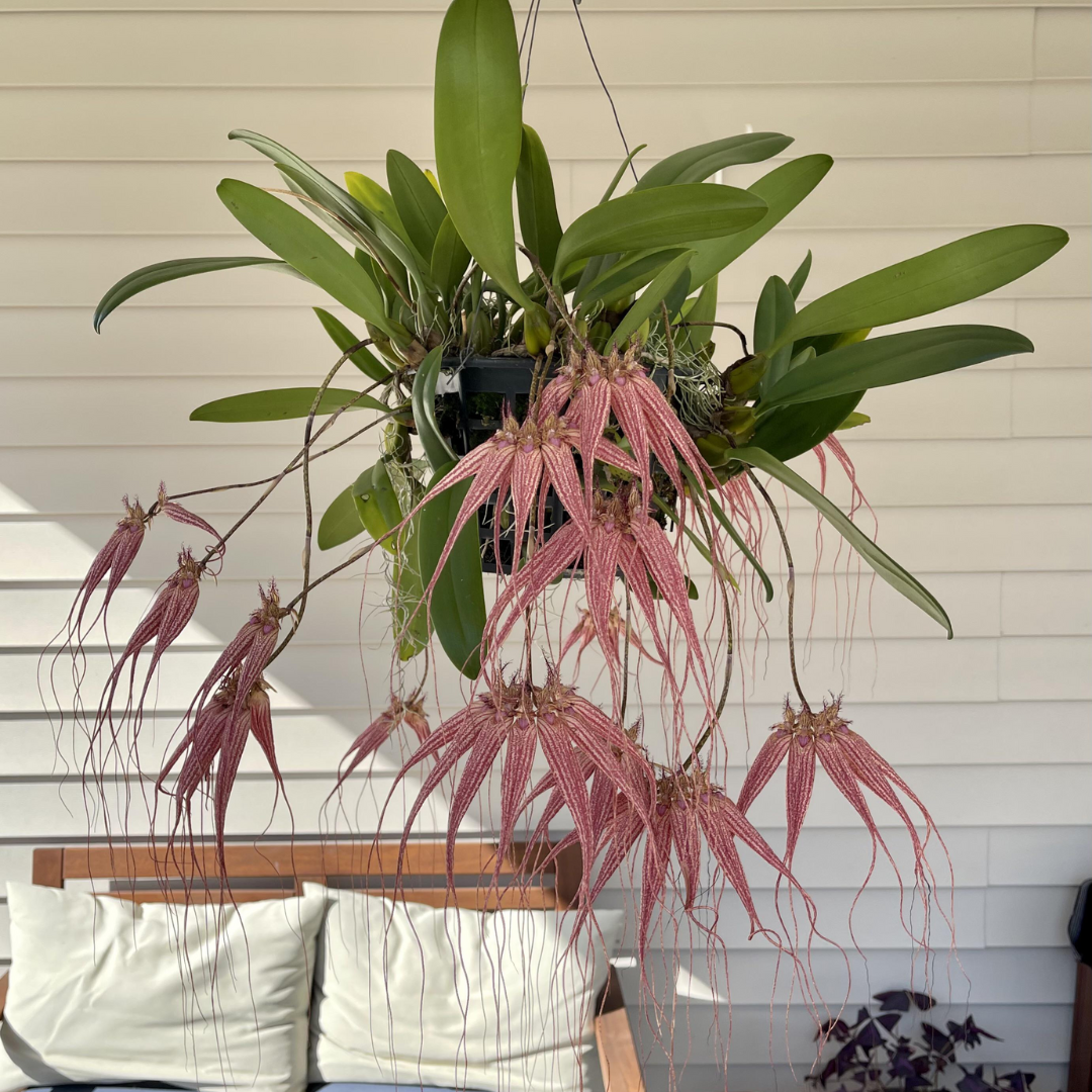 Bulbophyllum Elizabeth Ann