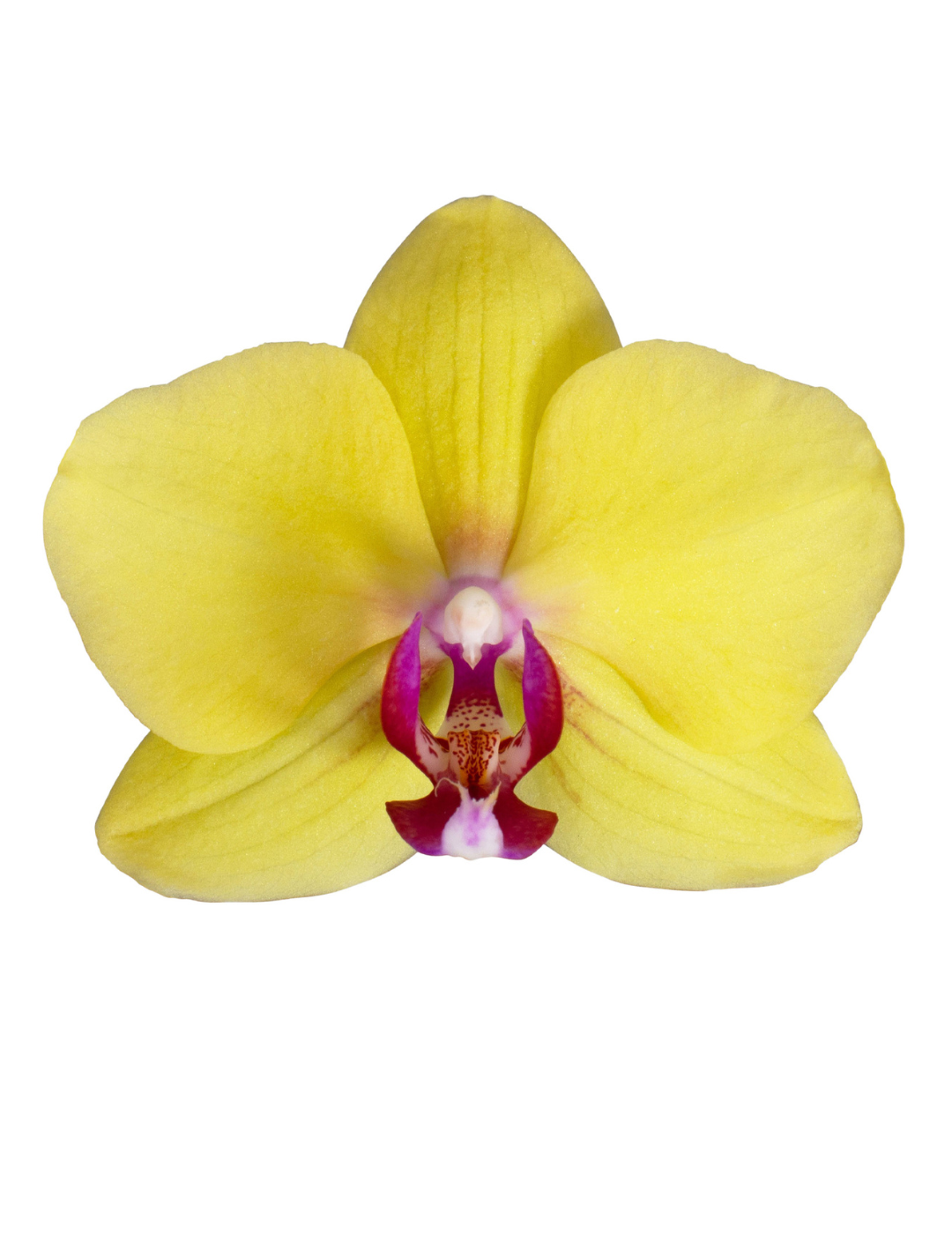 Phalaenopsis Giorgia Ø12