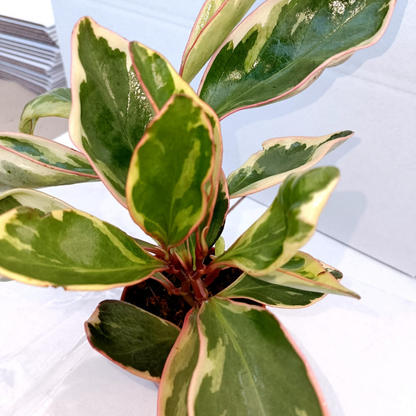 Peperomia Ginny