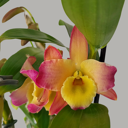 Dendrobium Oriental Smile