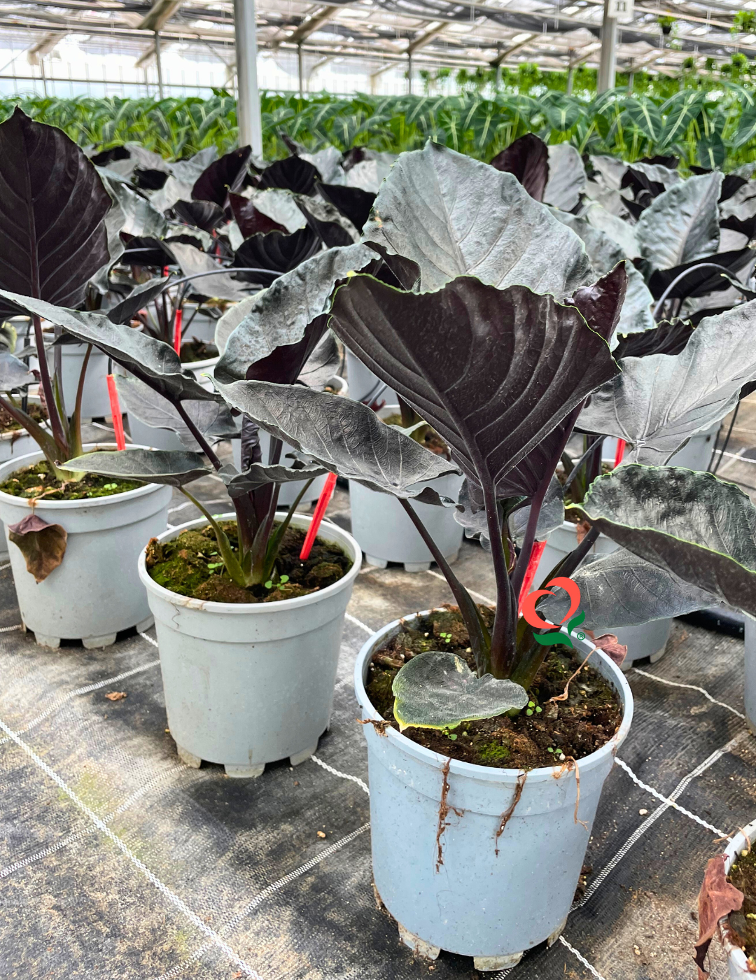 Alocasia Antoro Velvet